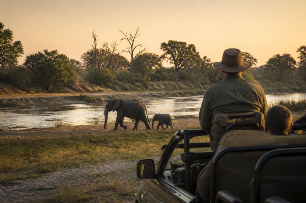 Safari en Zambie : les plus belles expériences au cœur de la nature